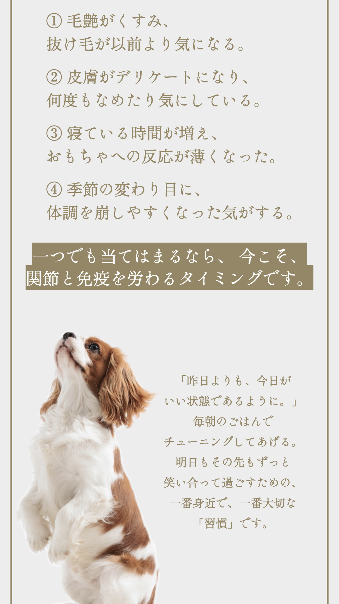 TUNERSアニマルパウダー 期間限定セール
