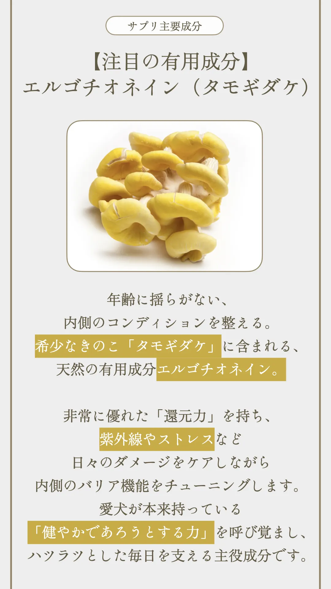 TUNERS ANIMAL トータルケアセット 018